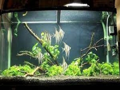 aquarium